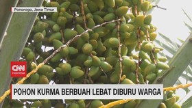 VIDEO: Pohon Kurma Berbuah Lebat Diburu Warga
