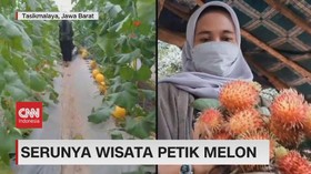 VIDEO: Serunya Petik Rambutan Dan Panen Melon