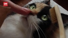 VIDEO: Seniman Jepang Sulap Wol Jadi Potret Kucing Tampak Nyata