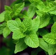 Bisa Dicoba di Rumah, Ini 8 Cara Mudah Menggunakan Daun Mint untuk Menghilangkan Bekas Jerawat