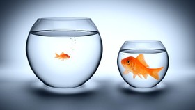 Bikin Ikan Cepat Mati, Prancis Setop Jual Akuarium Mangkuk