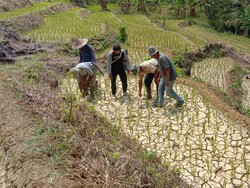 Dilanda Kekeringan, Petani di Lebak Selatan Alami Puso