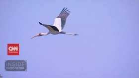 VIDEO: Surga Burung di Pulau Rambut