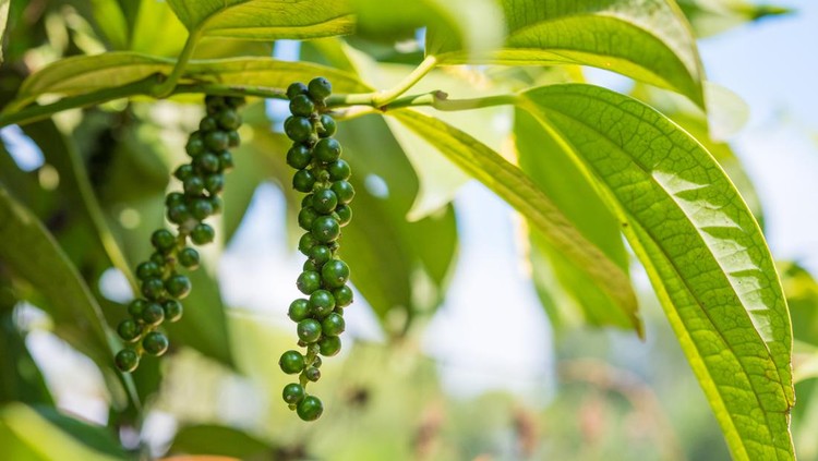 Unripe black pepper - plant with green berries and leaves