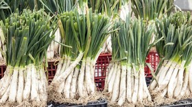 Lomba Banyak-banyakan Makan Bawang di Festival Calcotada Spanyol