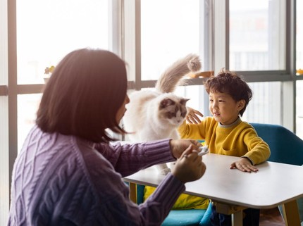20 Jenis Kucing Peliharaan Populer, Si Kecil Pasti Suka