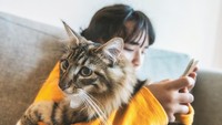 Kucing Bisa Mendeteksi Kehamilan, Mitos atau Fakta?