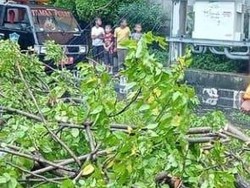 Awas! Ada Pohon Tumbang di Depan SPBU Margomulyo