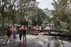 Hujan Angin Terjang Ciamis, Belasan Pohon Tumbang Timpa Kendaraan!