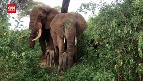 VIDEO: Gajah Kembar Lahir Di Cagar Alam Samburu Kenya