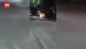VIDEO: Lepas Dari Rumah Potong Hewan, Seekor Sapi Ngamuk di Jalan