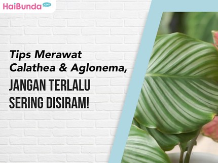 Tips Merawat Calathea & Aglonema, Jangan Terlalu Sering Disiram!