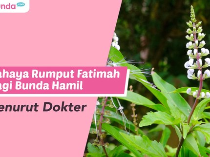 Bahaya Rumput Fatimah Bagi Bunda Hamil Menurut Dokter