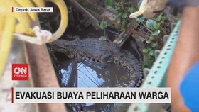 VIDEO: Evakuasi Buaya Peliharaan Warga