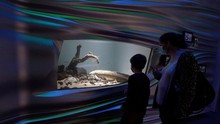 FOTO: Methuselah, Ikan Akuarium Tertua di Dunia yang Kesepian