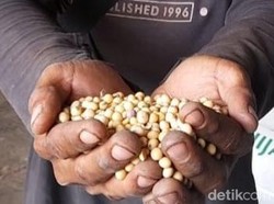 Dulu Swasembada, Sejak Kapan RI Mulai Doyan Impor Kedelai?
