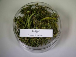 Sawadikap! Thailand Akan Legalkan Ganja Bulan Juni