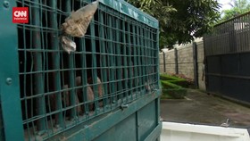 VIDEO: Orangutan dan Satwa Liar Bupati Langkat Disita BKSDA Sumut