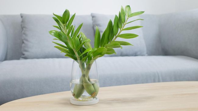 Berdasarkan feng shui, ada beberapa tanaman hias yang bagus untuk meningkatkan keberuntungan jika di letakkan dalam rumah. Apa saja tanaman hias yang dimaksud?