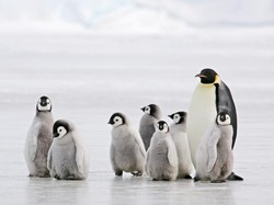 Cerita Penguin Sesama Jenis Menetaskan Telur di New York