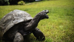 Jonathan Si Kura-kura, Hewan Tertua di Dunia Rayakan Ultah ke-190