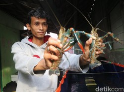 Cerita Pemuda Kudus Rintis Budi Daya Lobster Air Tawar, Katanya Mudah-Murah