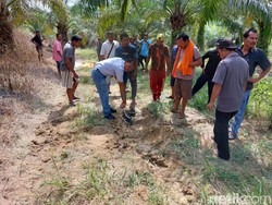 Kronologi Petani Sawit di Riau Tewas Mengenaskan Diinjak Gajah Liar