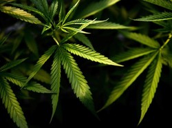 Thailand Akan Legalkan Ganja, Ini Aturannya