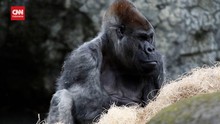 VIDEO: Ozzie, Gorila Jantan 61 Tahun Tutup Usia