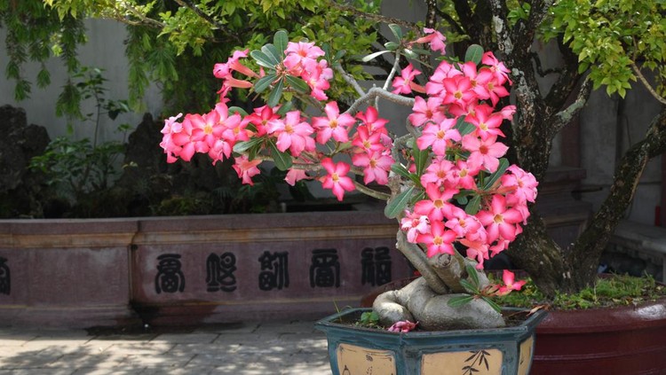 Pink adenium