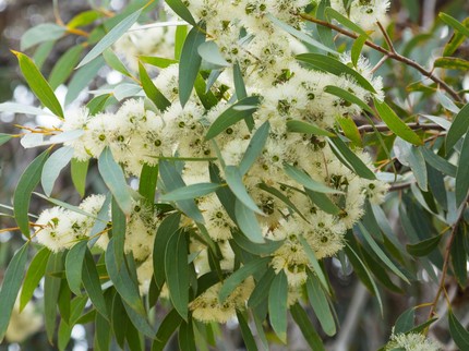 Terpopuler: Potret Terkini Paramitha Rusady - Cara Merawat Eucalyptus