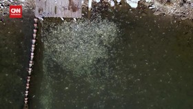 VIDEO: Ribuan Ikan Mati Akibat Kedinginan