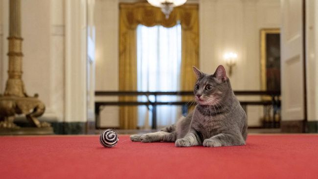 Willow, kucing peliharaan Presiden AS Joe Biden, bisa cukup leluasa menjelajahi Gedung Putih. Dia juga mendapat perlakuan istimewa. 