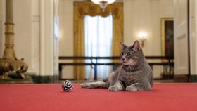 Mengintip Aktivitas Willow, Kucing Gedung Putih Peliharaan Biden