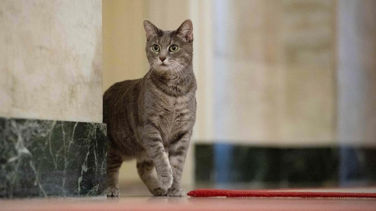 FOTO: Willow, Kucing Baru Joe Biden di Gedung Putih