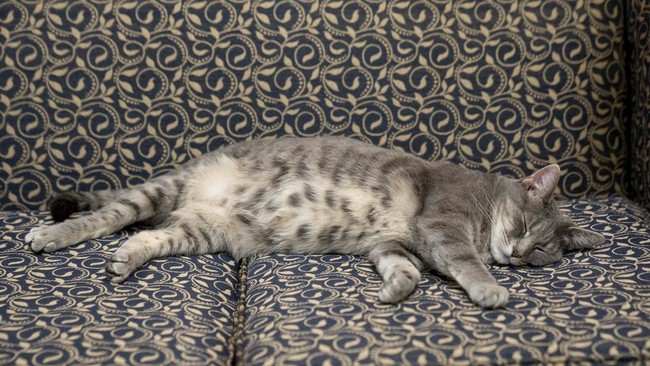FOTO: Willow, Kucing Baru Joe Biden di Gedung Putih