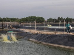 Siap Cuan dari Budi Daya Udang di 2023? Ini yang Perlu Diperhatikan