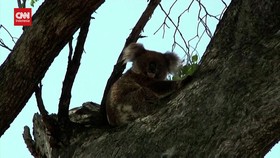 VIDEO: Australia Tambah Anggaran Rp503 M untuk Lindungi Spesies Koala