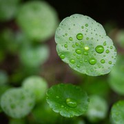 Populer Jadi Bahan Skincare, Ini 5 Manfaat Centella Asiatica untuk Kecantikan