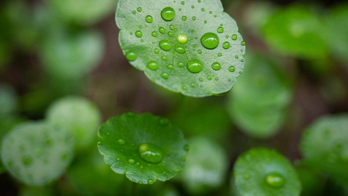 Populer Jadi Bahan Skincare, Ini 5 Manfaat Centella Asiatica untuk Kecantikan Populer Jadi Bahan Skincare, Ini 5 Manfaat Centella Asiatica untuk Kecantikan