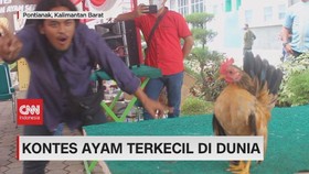 VIDEO: Kontes Ayam Terkecil di Dunia