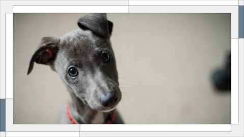 Adopt, Don't Shop! Adopt, Don't Shop!
