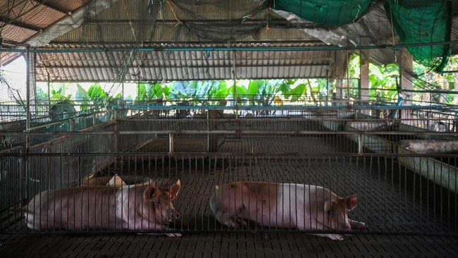Mentan Syahrul Yasin Limpo membantah flu babi Afrika (African Swine Fever/ASF) merebak ke daerah lain, selain di Pulau Bulan, Batam, Riau. 