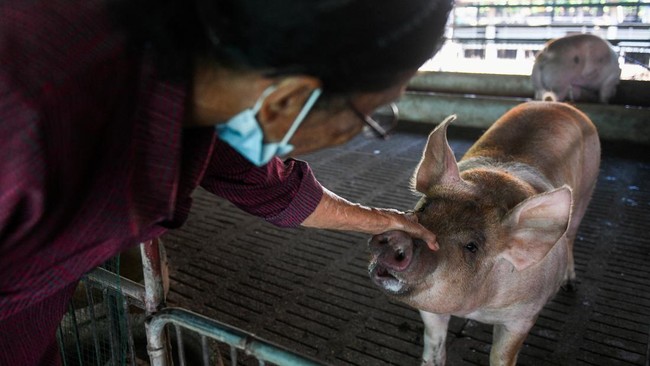 Kementan mengklaim virus demam babi Afrika atau African Swine Fever (ASF) yang menyerang ternak tak akan separah Penyakit Mulut dan Kuku (PMK).