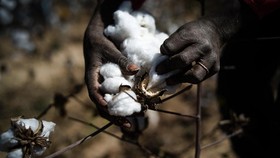 FOTO: Nestapa Petani Kapas Mali Akibat Sanksi ECOWAS