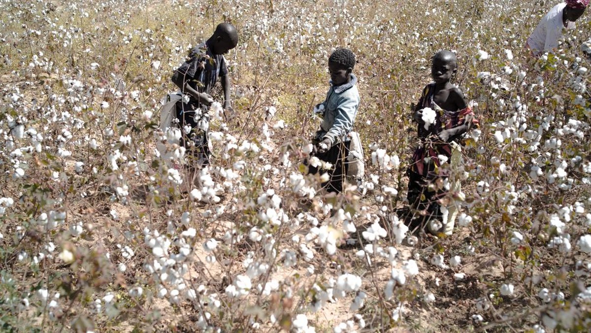 FOTO: Nestapa Petani Kapas Mali Akibat Sanksi ECOWAS