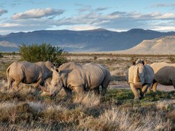 Afrika Selatan Jadi Negara Terbaik di Bumi 2023, Jepang Kalah