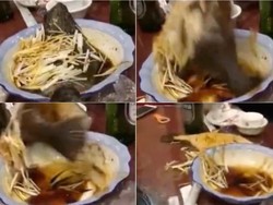 Sudah Dipotong hingga Dimasak, Ikan dan Kodok Ini Hidup Kembali