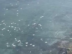 Viral Limbah Medis Tes Antigen Dibuang ke Selat Bali