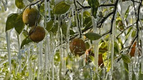 FOTO: Kebun Buah Membeku karena Cuaca Dingin Ekstrem di AS
